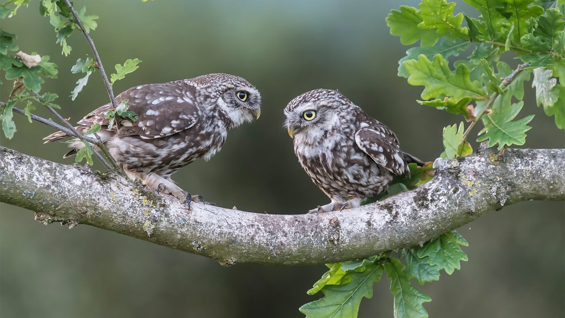 2019年总决赛第4场：库里在第一节就投进连续两个长距离三分，开启“火力模式”