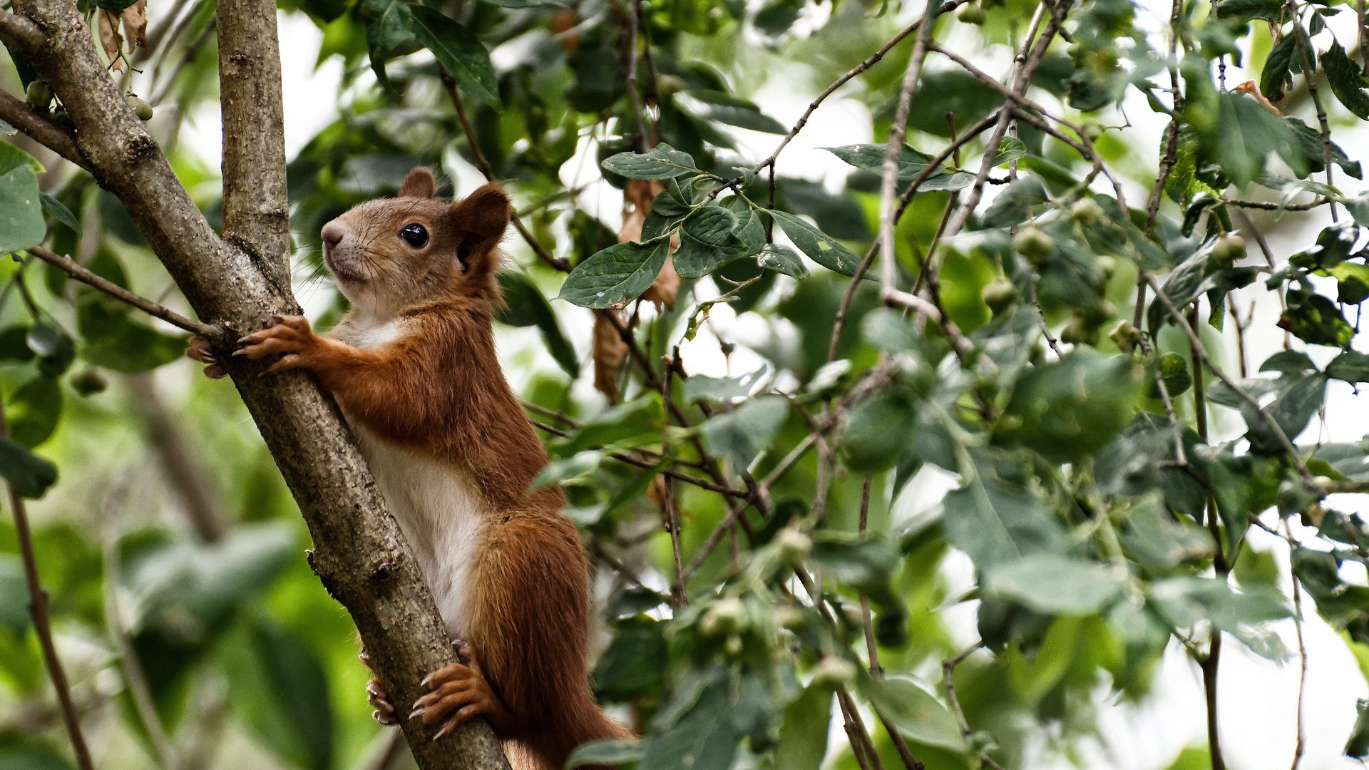 半场焦点：54-51，北京队略占优势，比赛悬念不断，北京队排名