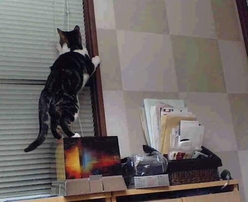 德甲新战术引领潮流,精彩片段层出不穷,德甲新赛季实力分析