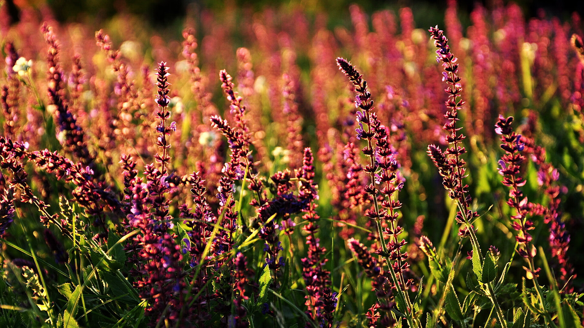 九游（jiuyou.com）游戏-日本马术协会与兽医合作，开展马匹疾病预防与治疗研究。，日本马术比赛怪异