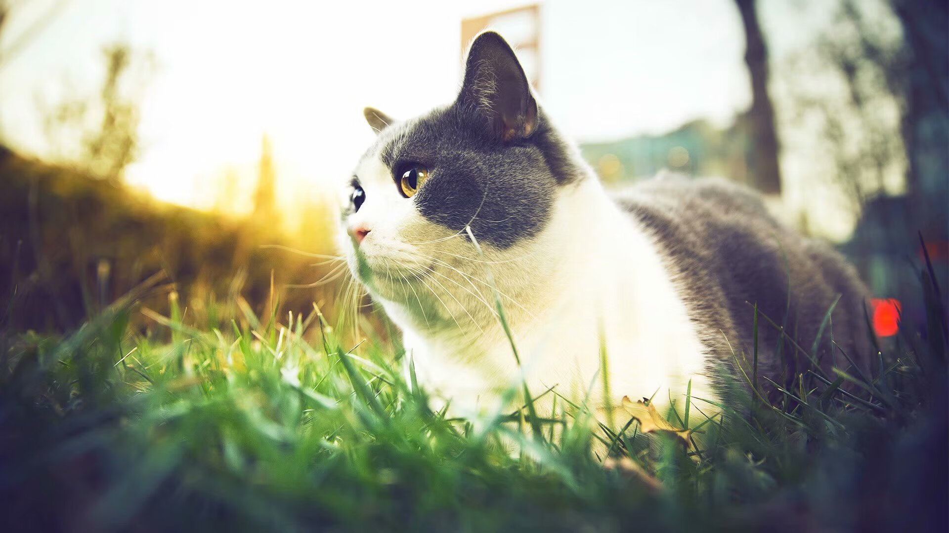 英超联赛中“老牌豪门”能否重振雄风？，英超十大豪门球队