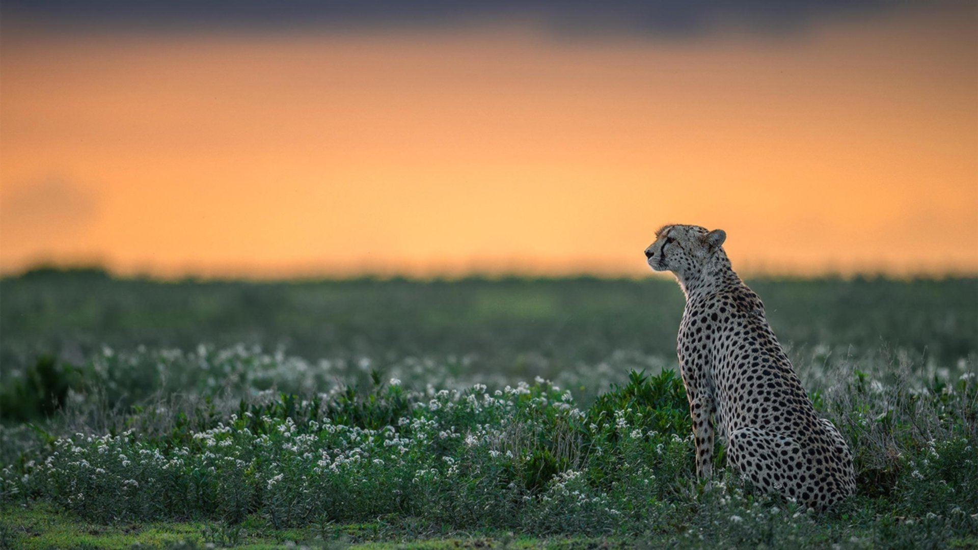 英超联赛的商业价值不断攀升,吸引更多投资,英超联赛介绍
