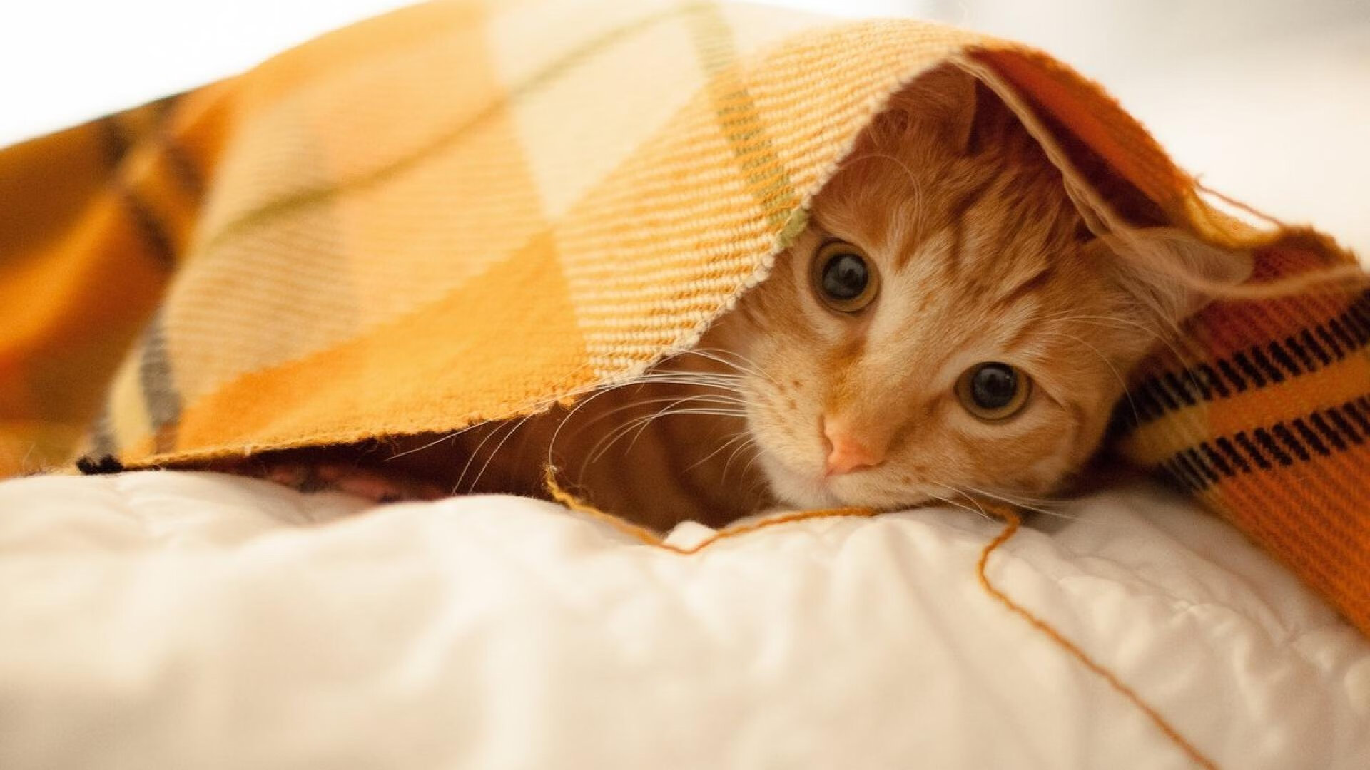 九游（jiuyou.com）游戏-赛季“最具影响力”的三大球星，你支持谁？，本赛季最有价值球员