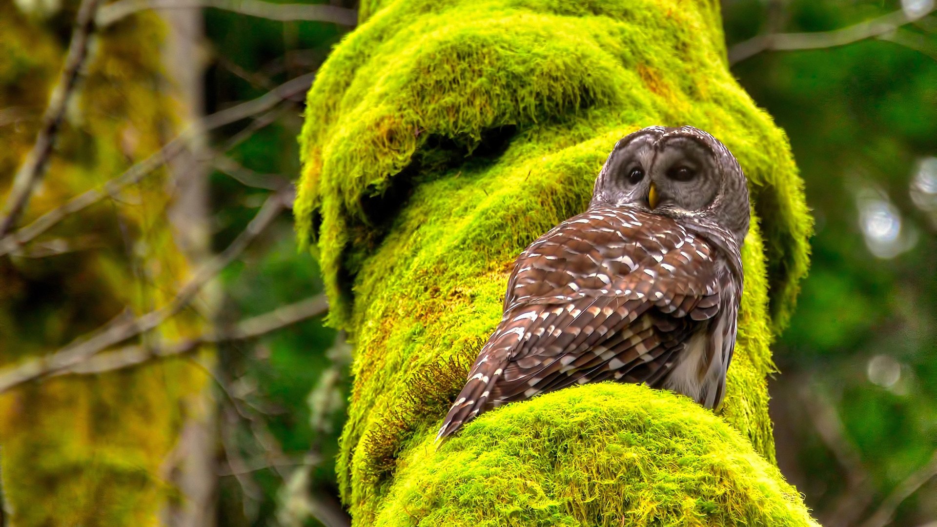 九游娱乐(jiuyou)官网-高山徒步环线赛，探索最壮丽的自然风光，高山徒步活动注意事项