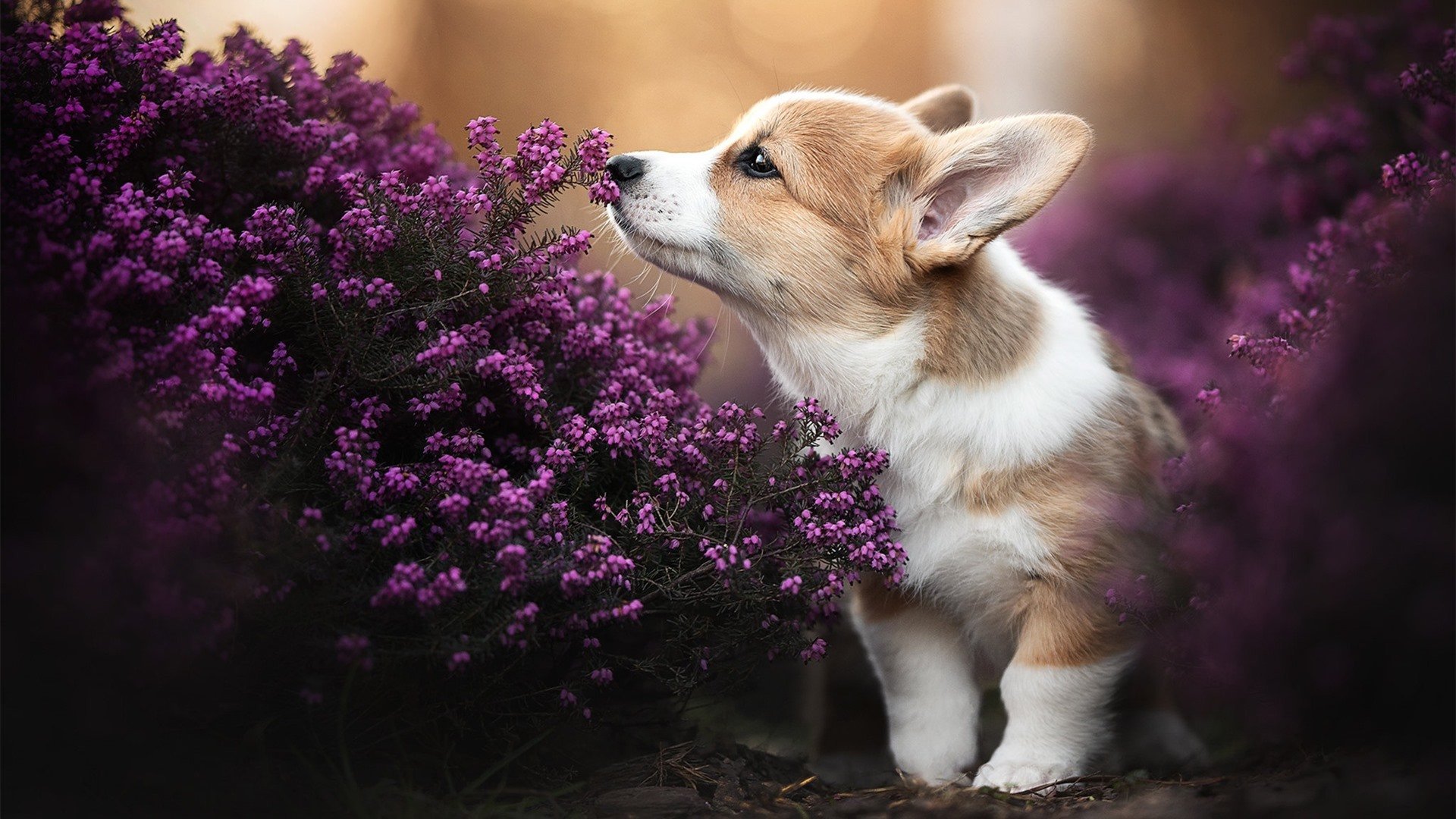 克罗地亚队在欧预赛中惊险获胜,晋级机会大增,克罗地亚联赛
