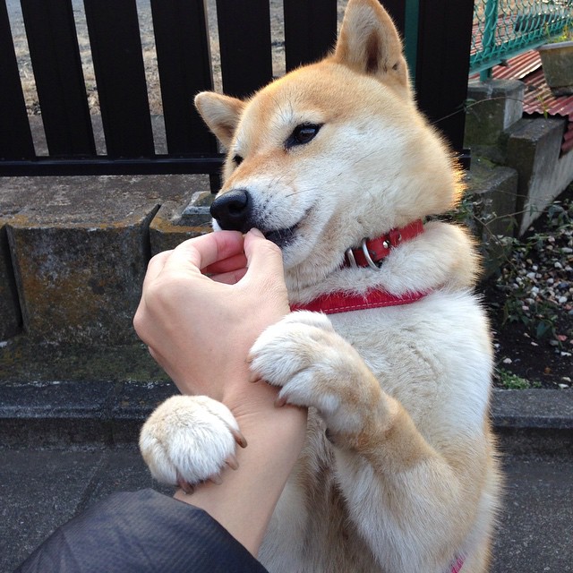 尼克斯再负主帅战术受质疑，尼克斯队