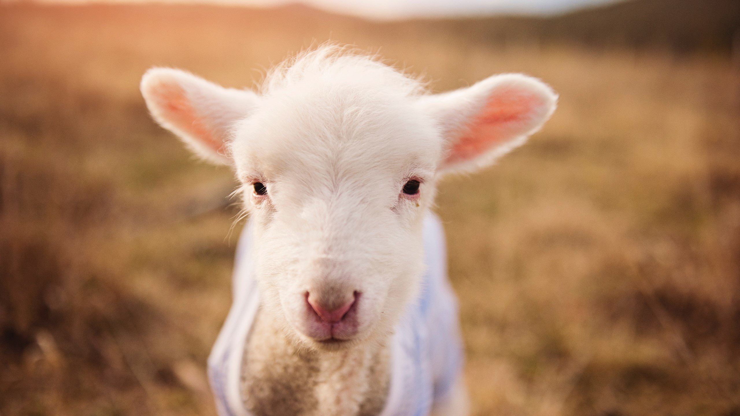 广厦控股球队防守体系更加坚固，广厦控股篮球队