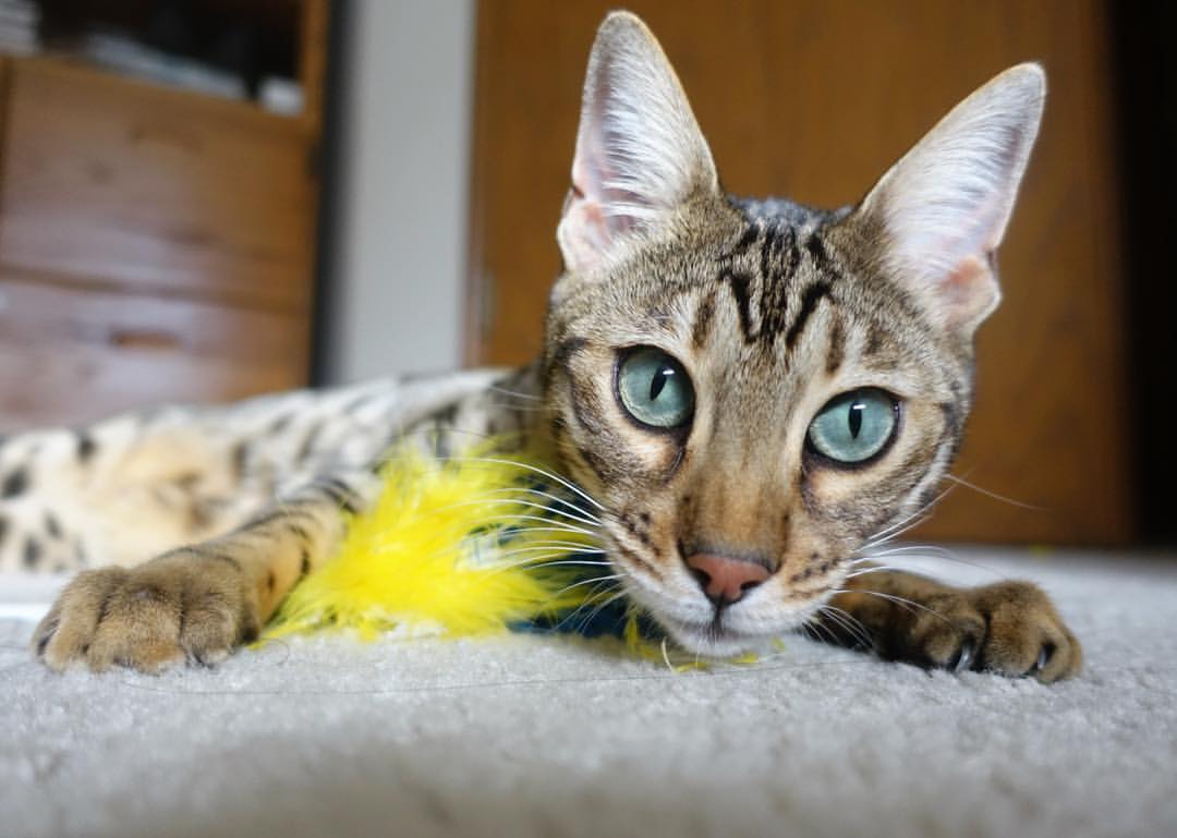 技惊四座！阿根廷中场长传助攻破门，阿根廷队中场