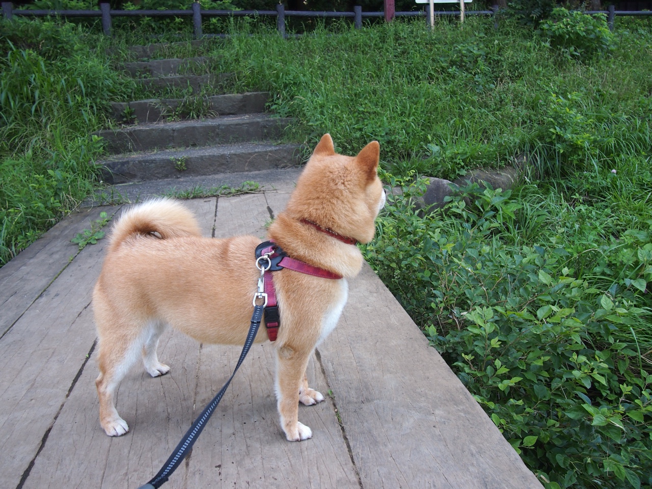 欧洲强队亮相，表现出色令人称赞，欧洲联赛强队