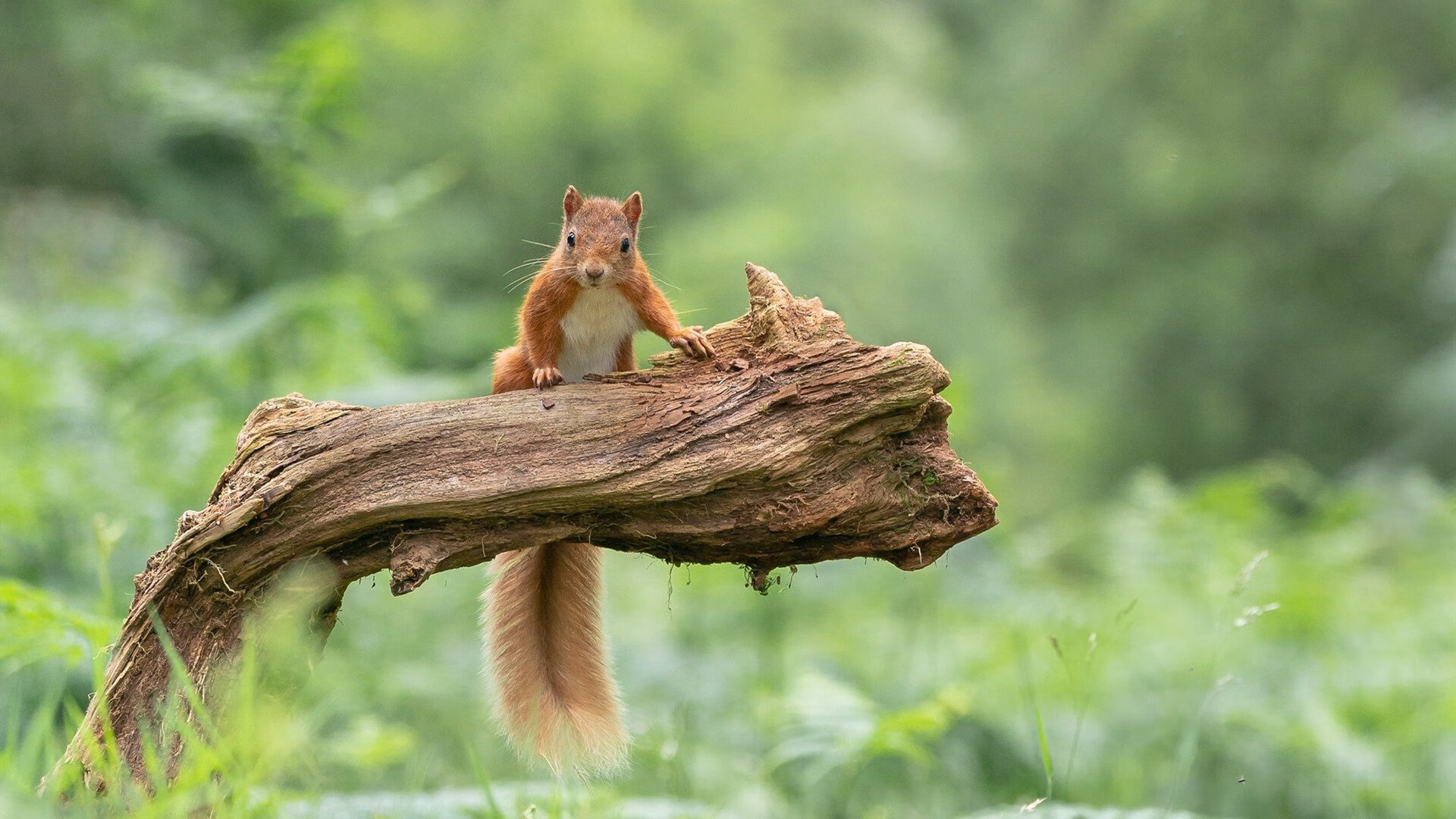 球队是否应有文化建设专项负责人,球队文化与企业文化