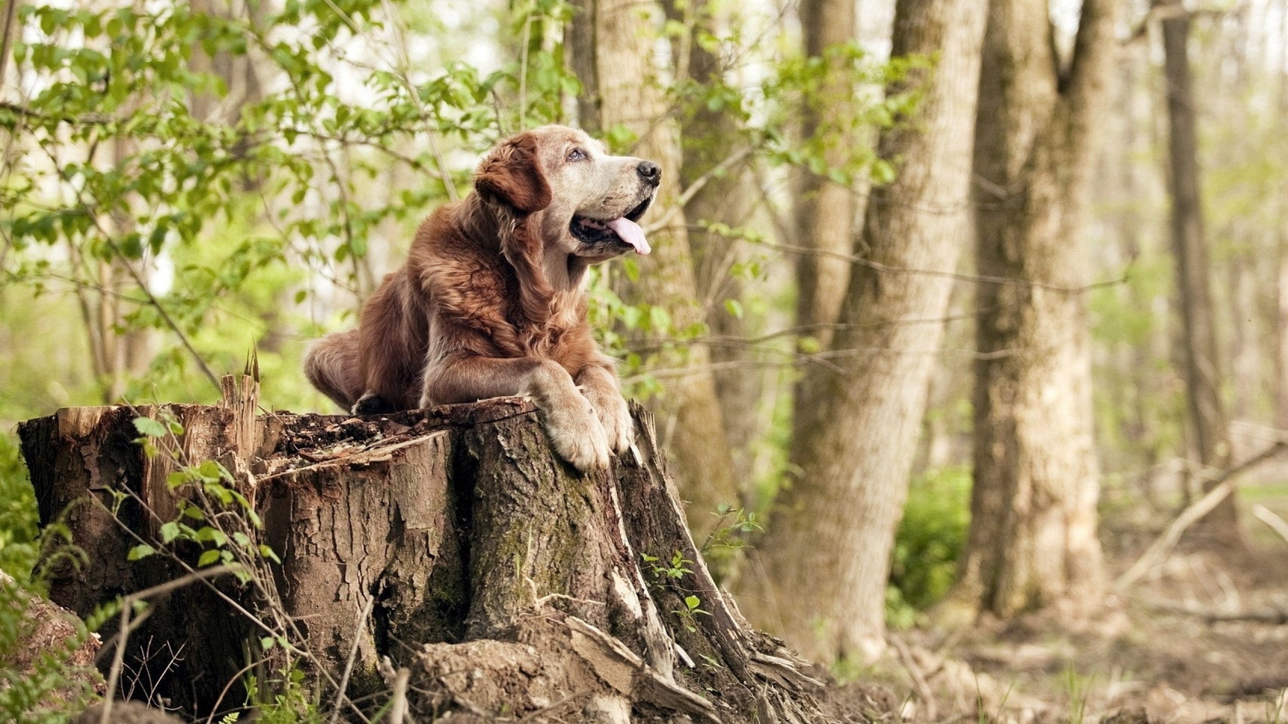 雷霆击败独行侠，季后赛首轮中亚历山大三分雨不断，雷霆亚历山大选秀报告