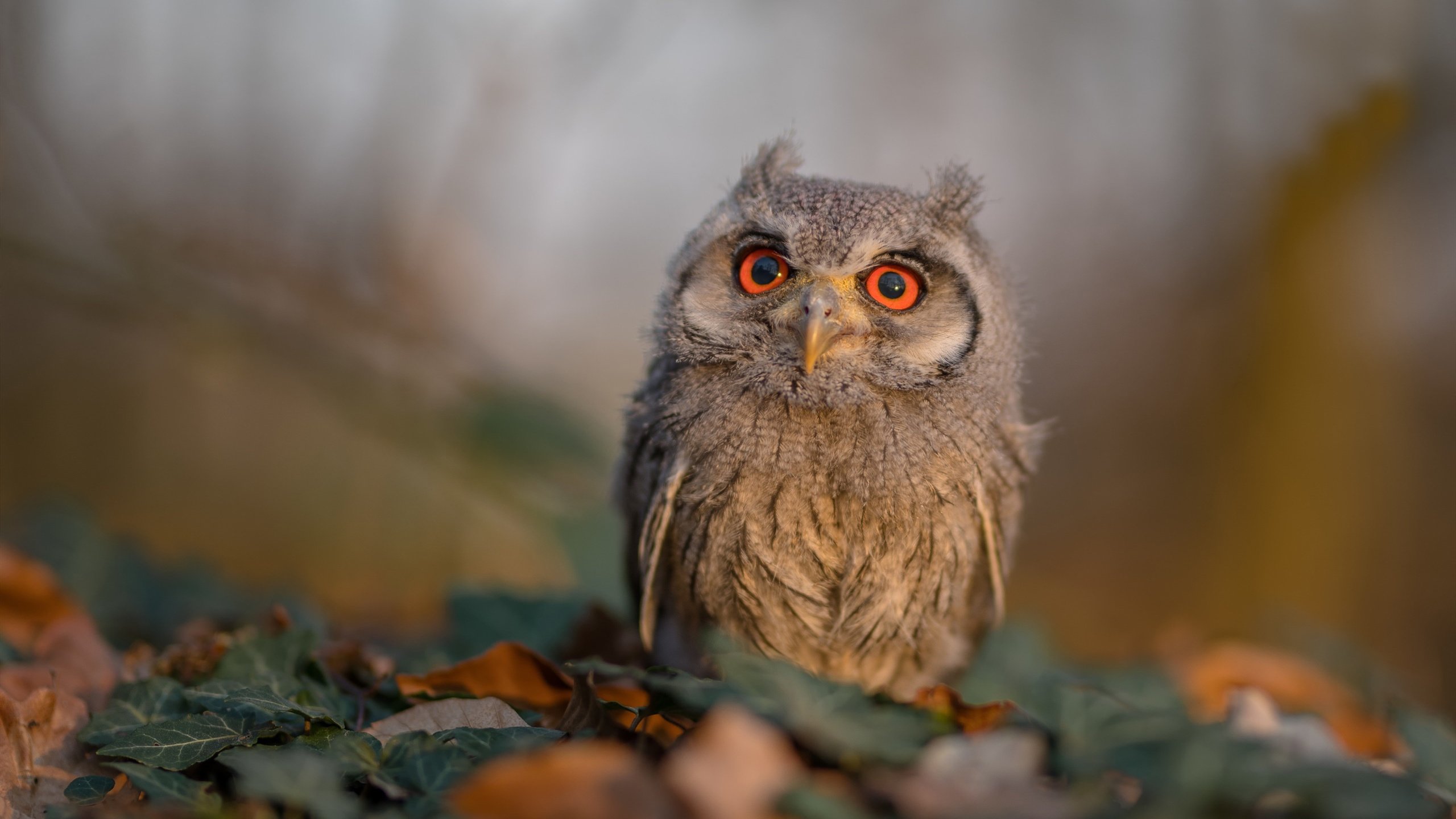 体育教师课堂压力应对机制与干预措施研究,体育教师课堂管理