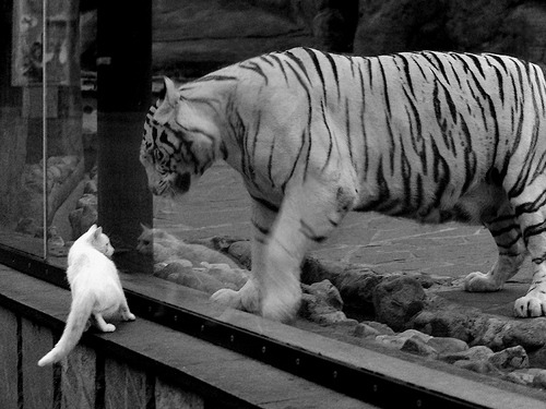 Palmer成为切尔西未来核心球员目标，切尔西新人