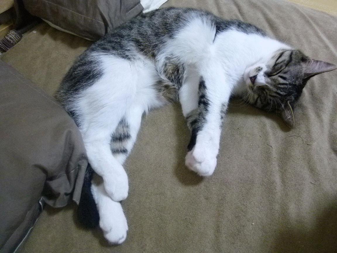 外教更换频繁对球队影响几何，换外教的话术