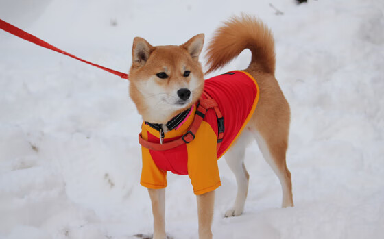 奥运村社交区设立文化交流展位吸引选手，奥运村居住区对话