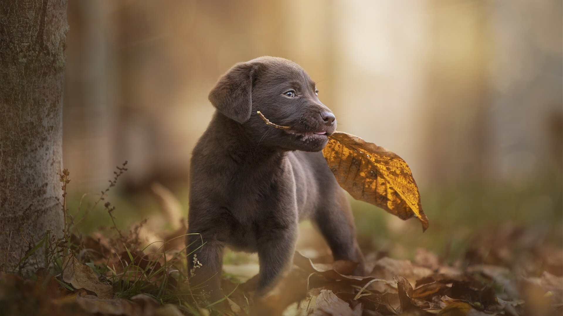 深圳领航队侧翼力量显著增强压制对手反击,深圳领航者队