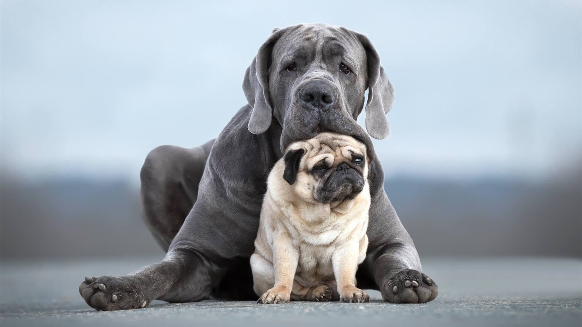 九游娱乐-巴西队在南美预赛领先，晋级形势乐观