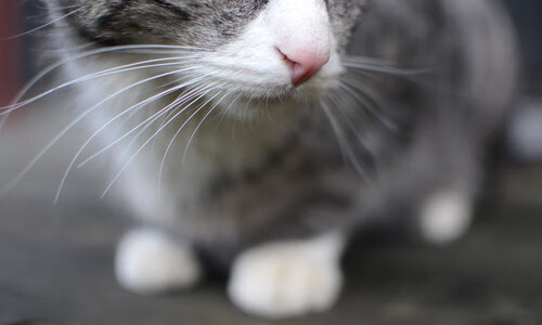 拜仁慕尼黑持续高歌猛进，德甲领跑在望