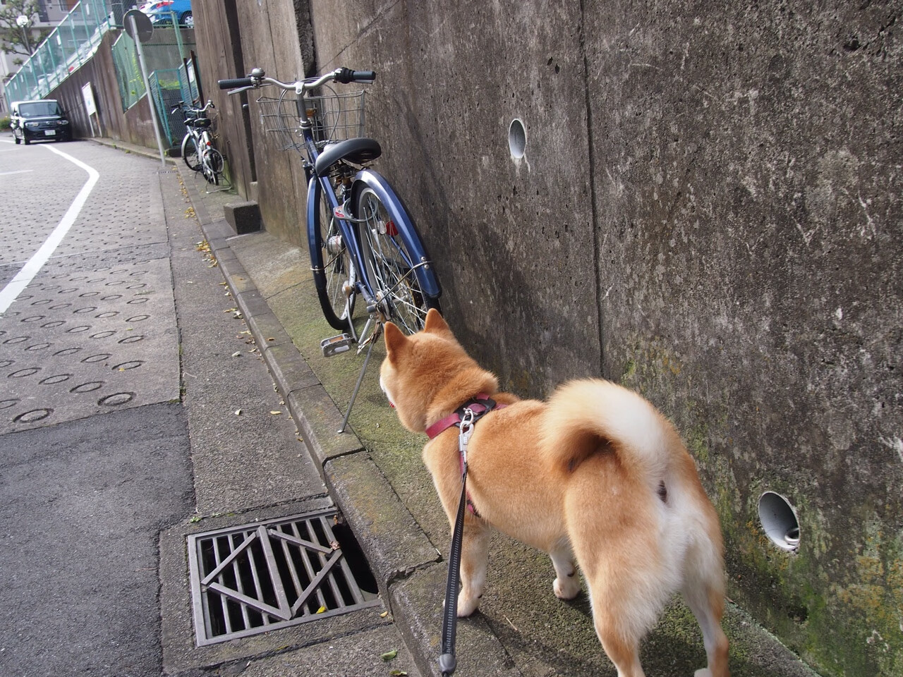 霍勒迪数据爆表雄鹿终结连败,霍勒迪雄鹿集锦